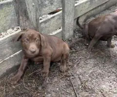Black and brown Lab puppies for sale