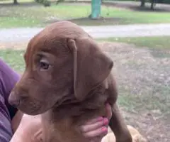 Black and brown Lab puppies for sale