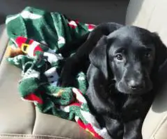 Black and brown Lab puppies for sale