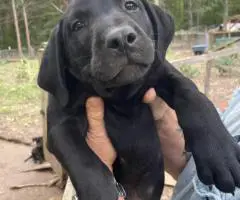 Black and brown Lab puppies for sale