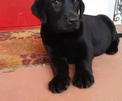 Black and brown Lab puppies for sale