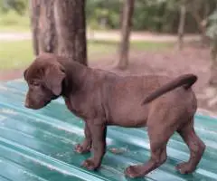 Black and brown Lab puppies for sale
