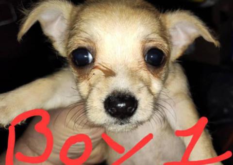 Unexpected Chihuahua Litter