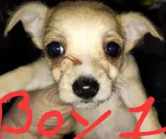 Unexpected Chihuahua Litter