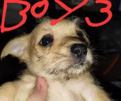 Unexpected Chihuahua Litter
