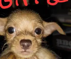 Unexpected Chihuahua Litter