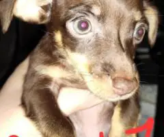 Unexpected Chihuahua Litter