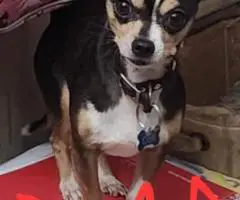 Unexpected Chihuahua Litter