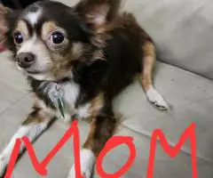 Unexpected Chihuahua Litter