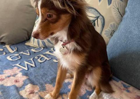 Stunning brown Aussie puppy for sale