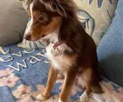 Stunning brown Aussie puppy for sale