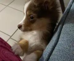 Stunning brown Aussie puppy for sale