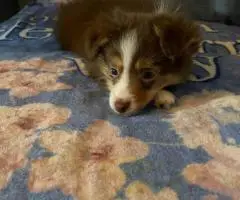 Stunning brown Aussie puppy for sale