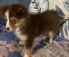 Stunning brown Aussie puppy for sale