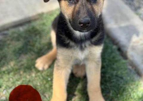 Purebred working line German shepherd puppies