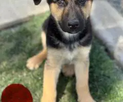 Purebred working line German shepherd puppies