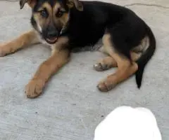 Purebred working line German shepherd puppies