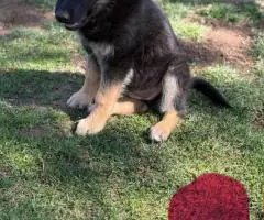 Purebred working line German shepherd puppies