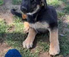 Purebred working line German shepherd puppies