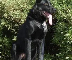 Purebred working line German shepherd puppies