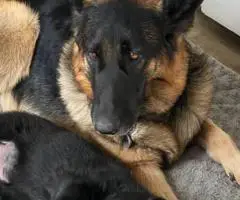 Purebred working line German shepherd puppies
