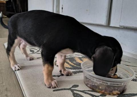 Chiweenie puppy