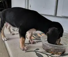Chiweenie puppy