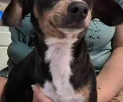 Chiweenie puppy