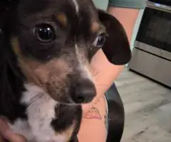 Chiweenie puppy