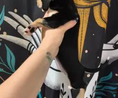 Chiweenie puppy