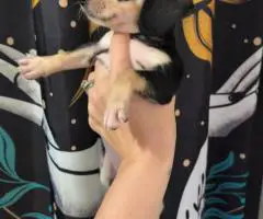 Chiweenie puppy