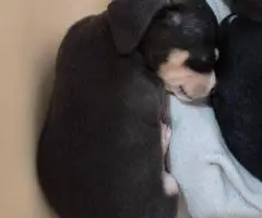 Chiweenie puppy