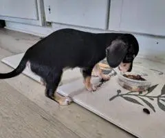 Chiweenie puppy