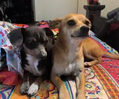 Chiweenie puppy