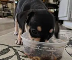 Chiweenie puppy