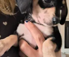 Chiweenie puppy