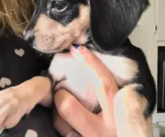 Chiweenie puppy