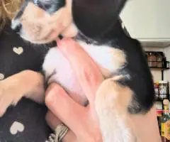 Chiweenie puppy