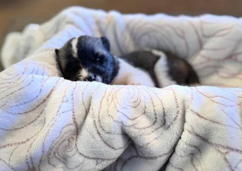 AKC registered American Akita Puppies for Sale