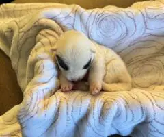 AKC registered American Akita Puppies for Sale