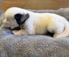 AKC registered American Akita Puppies for Sale