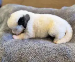 AKC registered American Akita Puppies for Sale