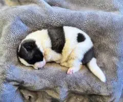 AKC registered American Akita Puppies for Sale