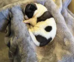 AKC registered American Akita Puppies for Sale