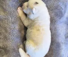 AKC registered American Akita Puppies for Sale