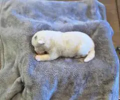 AKC registered American Akita Puppies for Sale