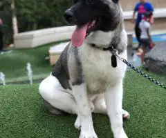 AKC registered American Akita Puppies for Sale