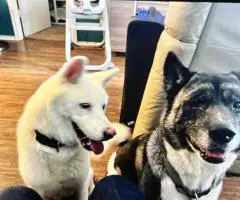 AKC registered American Akita Puppies for Sale