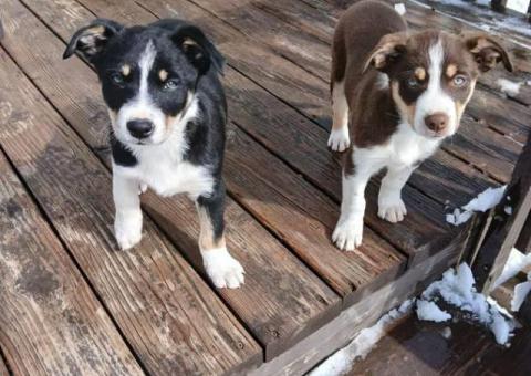 Tricolor Border collie puppies for sale