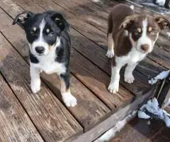 Tricolor Border collie puppies for sale